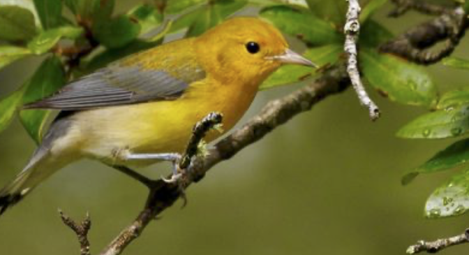 Prothonotary Warblers change their color